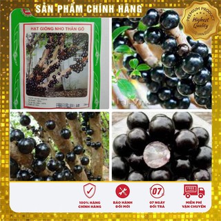 HẠT GIỐNG NHO THÂN GỖ ( 3 hạt )
