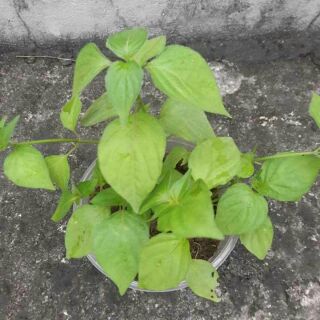 Cây giống cẩm tim 8-10 cây cao 15-20 cm