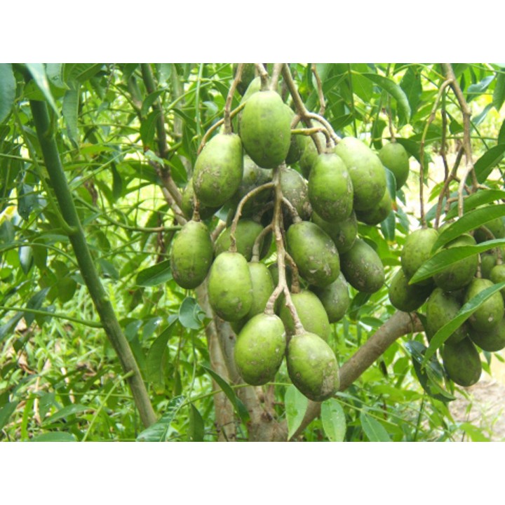 CÂY GIỐNG CÓC THÁI.