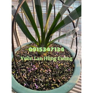 PHÂN TAN CHẬM CÓ KIỂM SOÁT RYNAN® FLOWERMATE 210 ( 22-10-10 + TE )