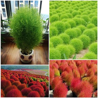 Hạt giống cỏ đổi màu giá rẻ