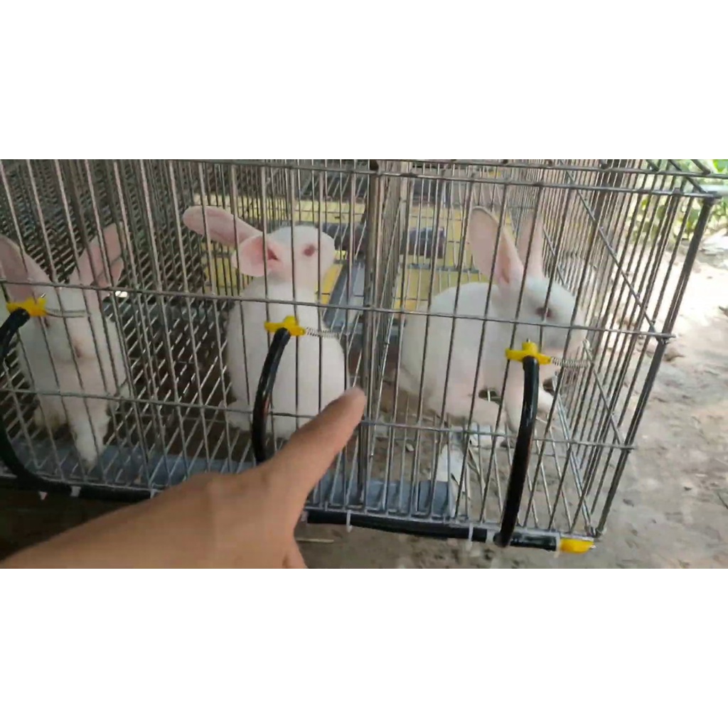 Máng ăn cho thỏ, máng ăn bằng tôn