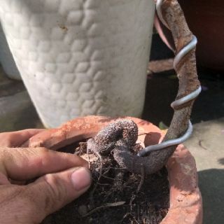 Cây me Thái Bonsai