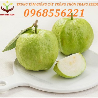 Ổi nữ hoàng - quả to siêu ngọt