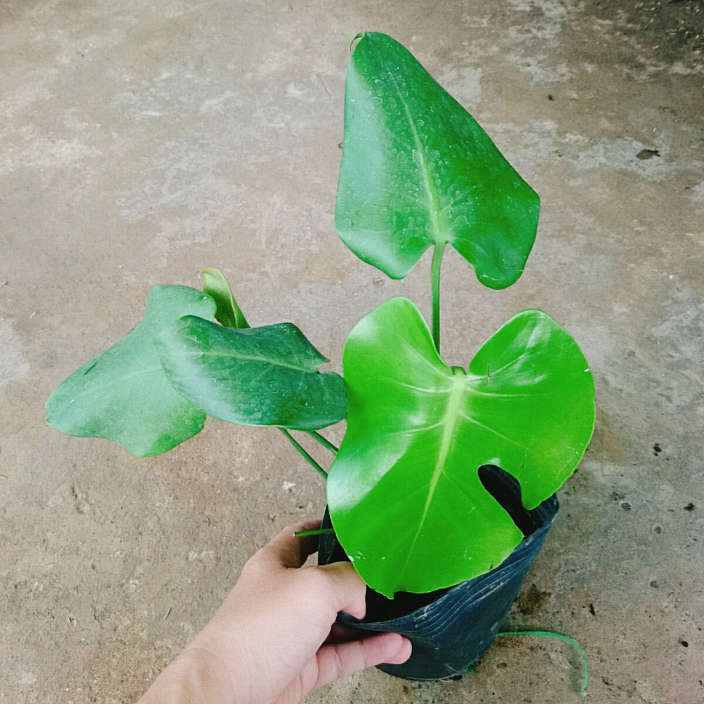 Trầu Bà Lá Xẻ - trầu bà nam mỹ - caykiengsadec