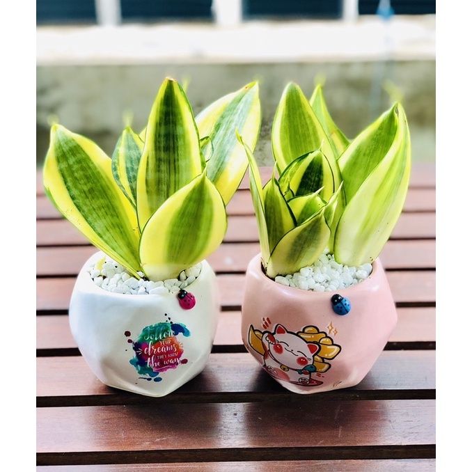 Chậu lưỡi hổ thái kèm chậu kim cương 8x15cm