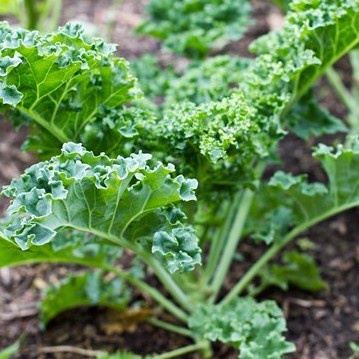 Hạt Giống Cải Xoăn Kale Dễ Trồng, Năng Suất Cao