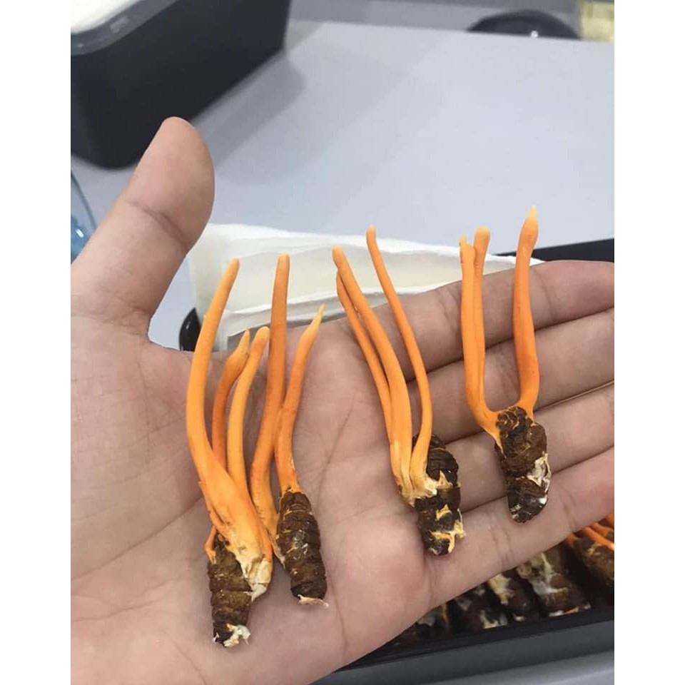 Combo 20 Con Đông Trùng Hạ Thảo Nguyên Con