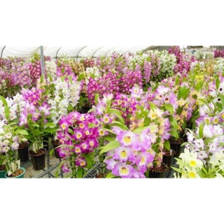 Cây Giống Chuẩn Top 1