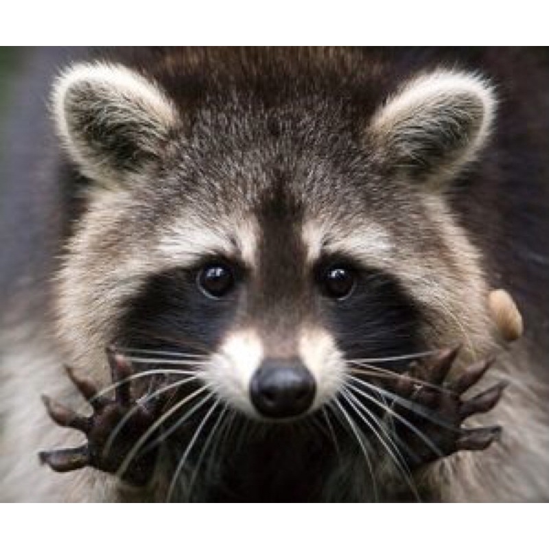 Gấu bông con gấu mèo Raccoon trúc đỏ chồn giống như thật