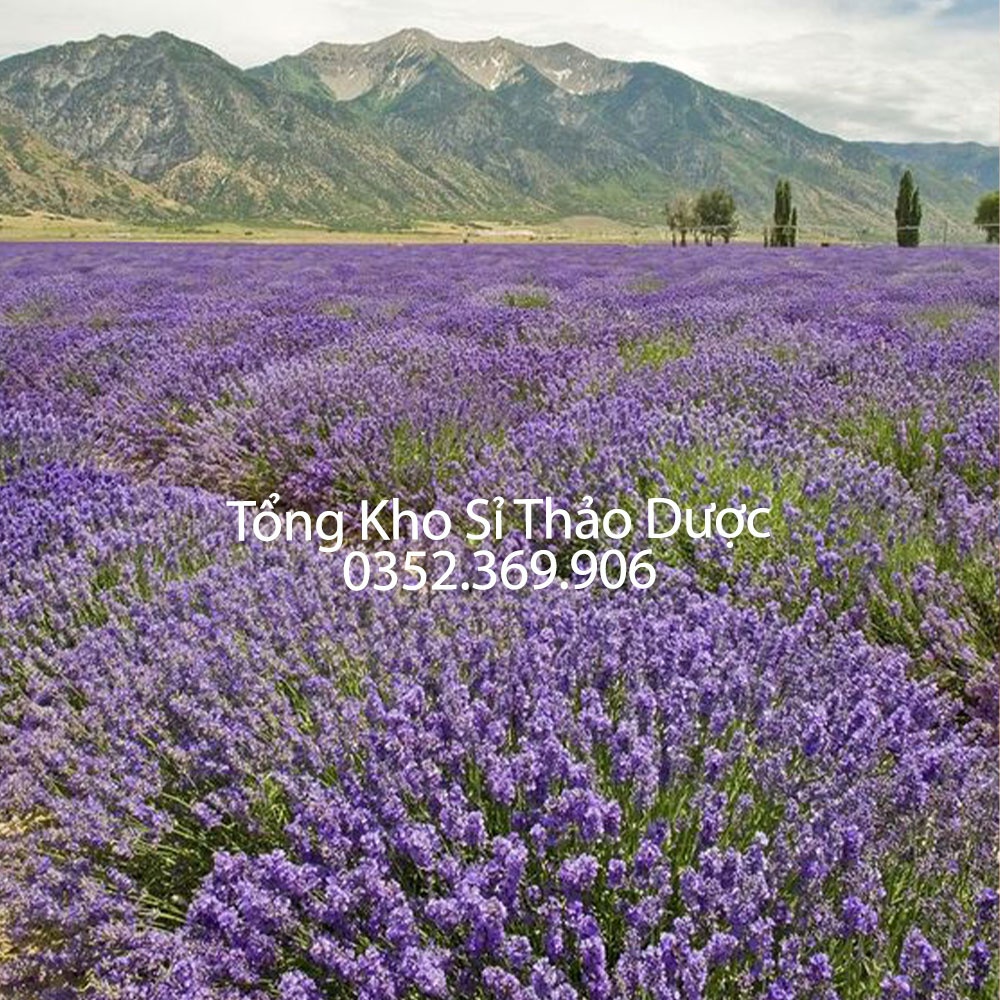 Nụ hoa oải hương khô 500g (Lavender, làm trà hoa, tinh dầu, túi thơm khử mùi)