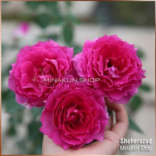Hoa hồng ngoại Sheherazad - MinaKun Shop