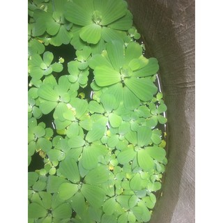 Bèo cái hay bèo tai tượng