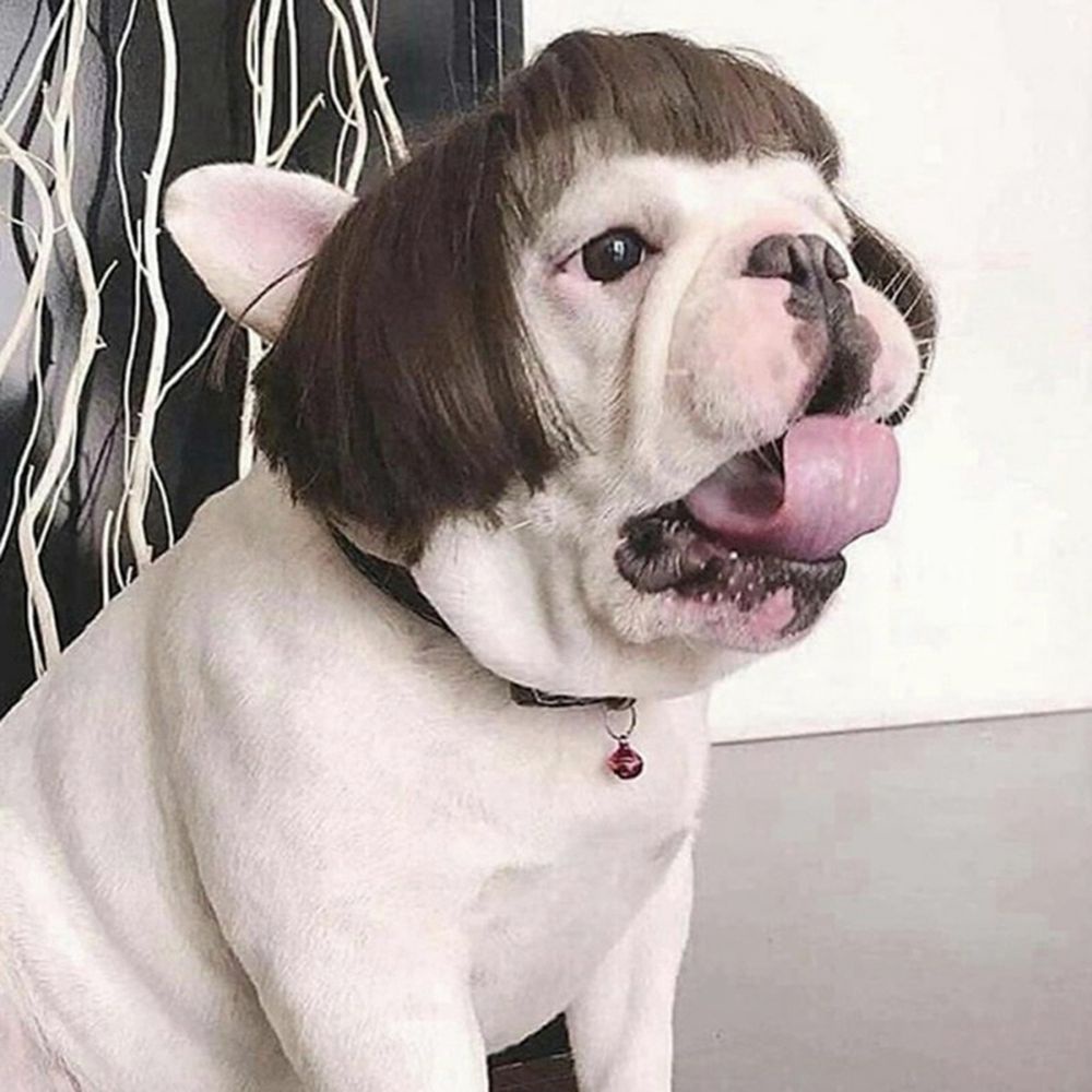 Bộ Đồ Hóa Trang Kèm Tóc Giả Dễ Thương Cho Thú Cưng