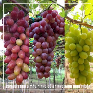[ COMBO 3 ] 1 cây nho xanh, 1 cây nho đỏ, 1 nho 3 màu Ninh Thuận, cây tươi khỏe, hướng dẫn trồng ra trái 100%