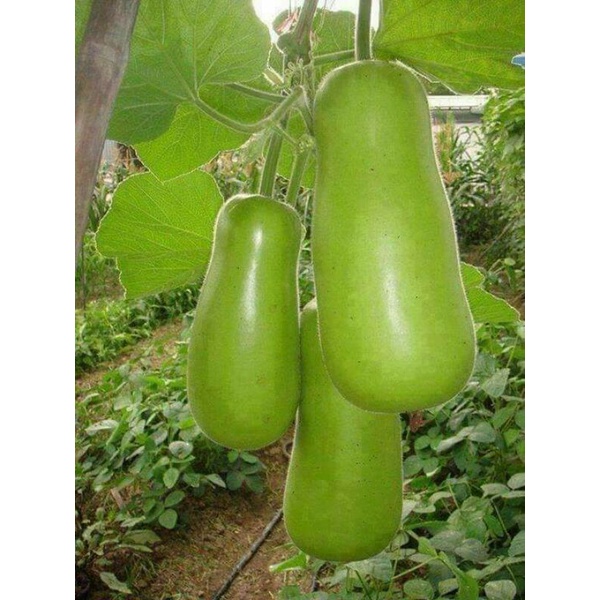 Hạt giống bầu baby 4 mùa  .