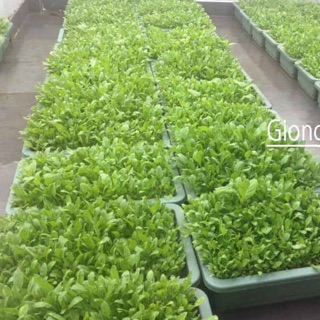 Chậu trồng rau thông minh cỡ lớn