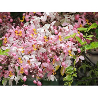 CÂY GIỐNG MUỒNG ANH ĐÀO (MUỒNG HOA ĐÀO), CÂY SIÊU ĐẸP