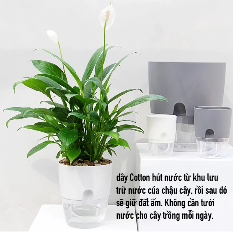 Chậu trồng cây mini Oliz A7. Chậu cây để bàn có chức năng tự tưới nước cho cây