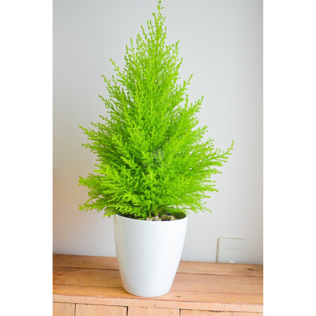 Caykiengsadec - Cây tùng thơm cao 40-50cm trang trí noel - Cây cảnh để bàn