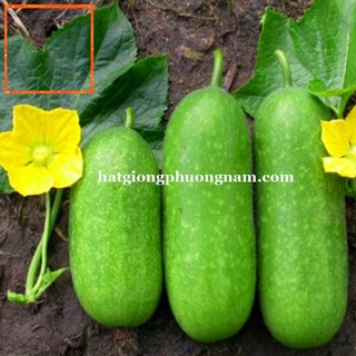 15H - HẠT GIỐNG BÍ ĐAO CHANH Hạt Giống Nông Trại Xanh