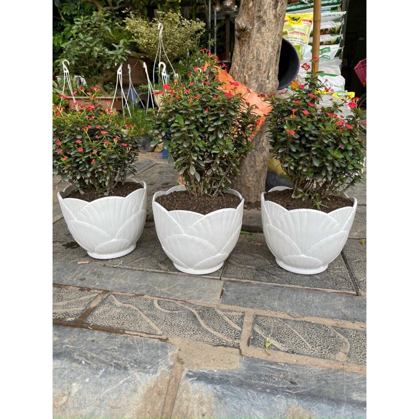 Chậu Nhựa Trồng Hoa Đê Bàn Sò trắng KT 22 x 18 x 13cm