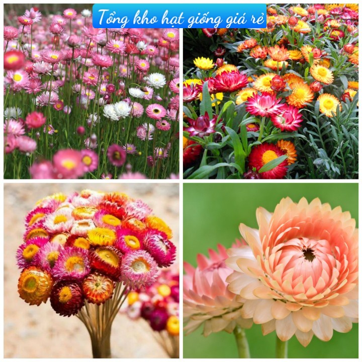 Hạt giống hoa cúc bất tử mix nhiều màu dễ trồng dễ chăm sóc-Tổng kho hạt giống giá rẻ