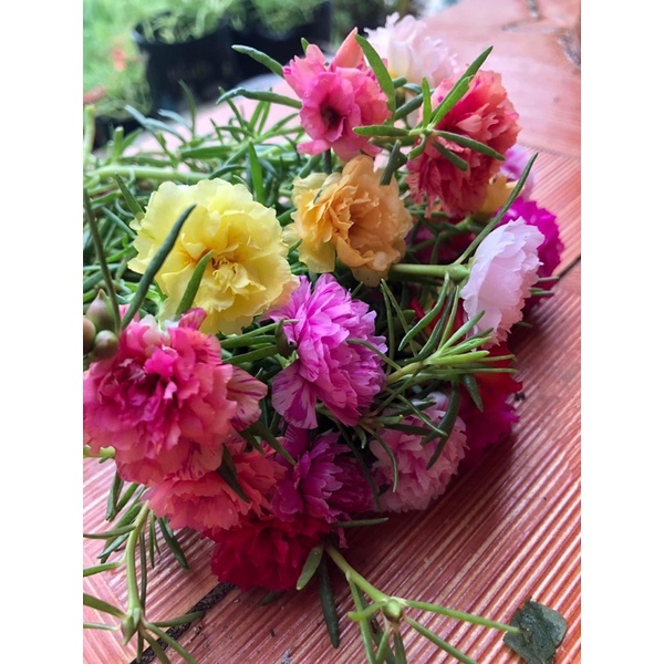 1kg Cành hoa 10 giờ thái kép mix đủ 15 màu