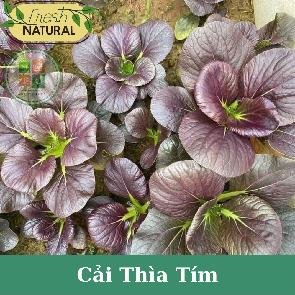 Hạt giống rau cải thìa tím (Purple Pakchoi) chịu nhiệt