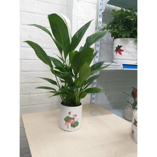 Cây Lan Ý Để Bàn Trang trí