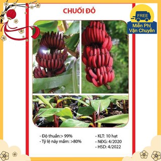 Hạt Giống Chuối Đỏ - 10 Hạt