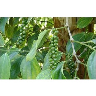 Cây giống Tiêu Srilanka .[  Cây cao - Bầu to Giống Hồ tiêu cho năng suất cao ].