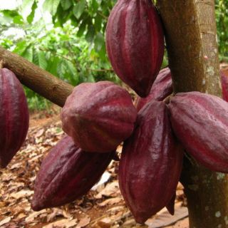 Cây giống ca cao ghép ( cho trái sớm). [ cây to khỏe đã trưởng thành cao hơn 1m rồi ]