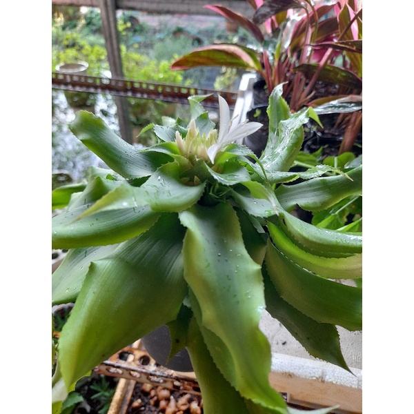 Cây sao thổ - hoa thơm   mang lại sự may mắn.