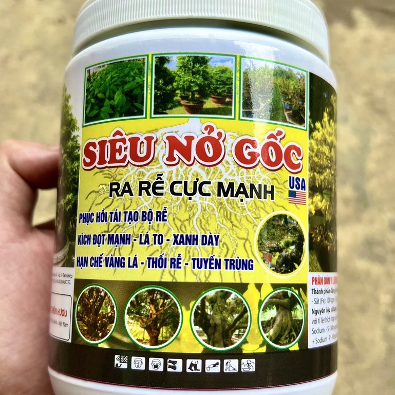 Siêu nở gốc usa 500GR mập thân, mập đọt kích rễ cực mạnh xanh cây dày lá