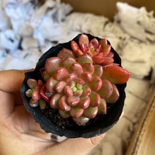 SEN ĐÁ RUBI ĐỎ 4-6CM