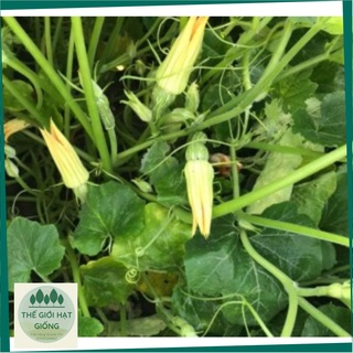 [gói 0.5g] Hạt giống bí ăn nụ độ nảy mầm cao