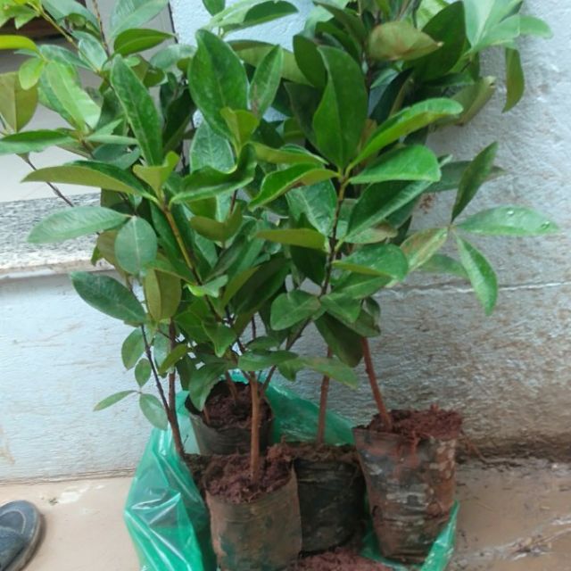 Cây cherry braxin giống