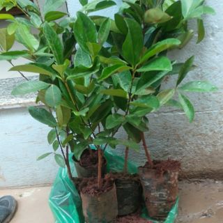 Cây cherry braxin giống