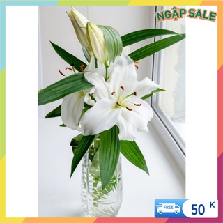 Củ Hoa Ly Kép Màu Trắng (Củ Ly Giống)