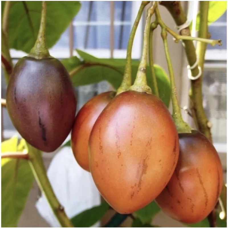 1KG CÀ CHUA THÂN GỖ