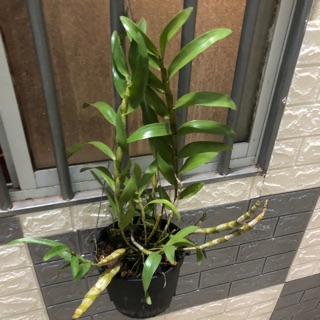 Hoàng thảo vôi thuần nguyên chậu