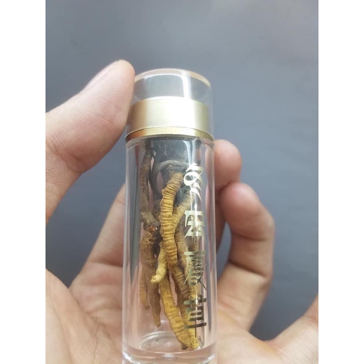 Đông trùng hạ thảo nguyên con