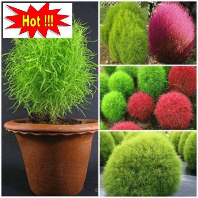 Hạt Giống Cỏ Đổi Màu - 50 hạt