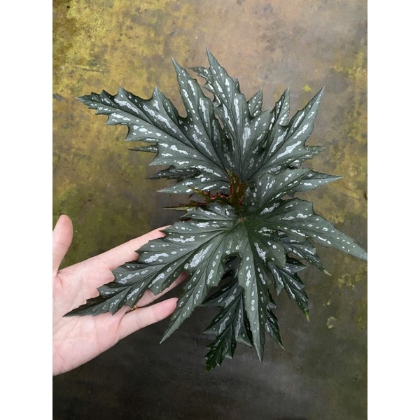 chậu cứng Begonia Angel Wing - Đôi cánh thiên thần