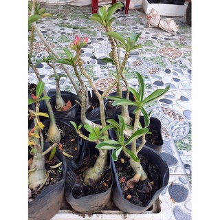 cây sứ thái hạt cánh kép