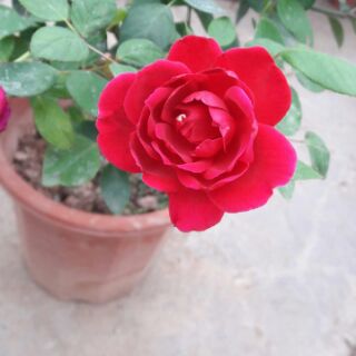 Hồng Nhung cổ thơm