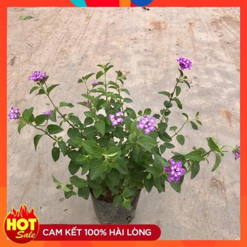 Cây hoa ngũ sắc tím rủ, Cao 20cm tán sum suê lá có mùi hương dễ chịu, dễ trồng và chăm sóc.