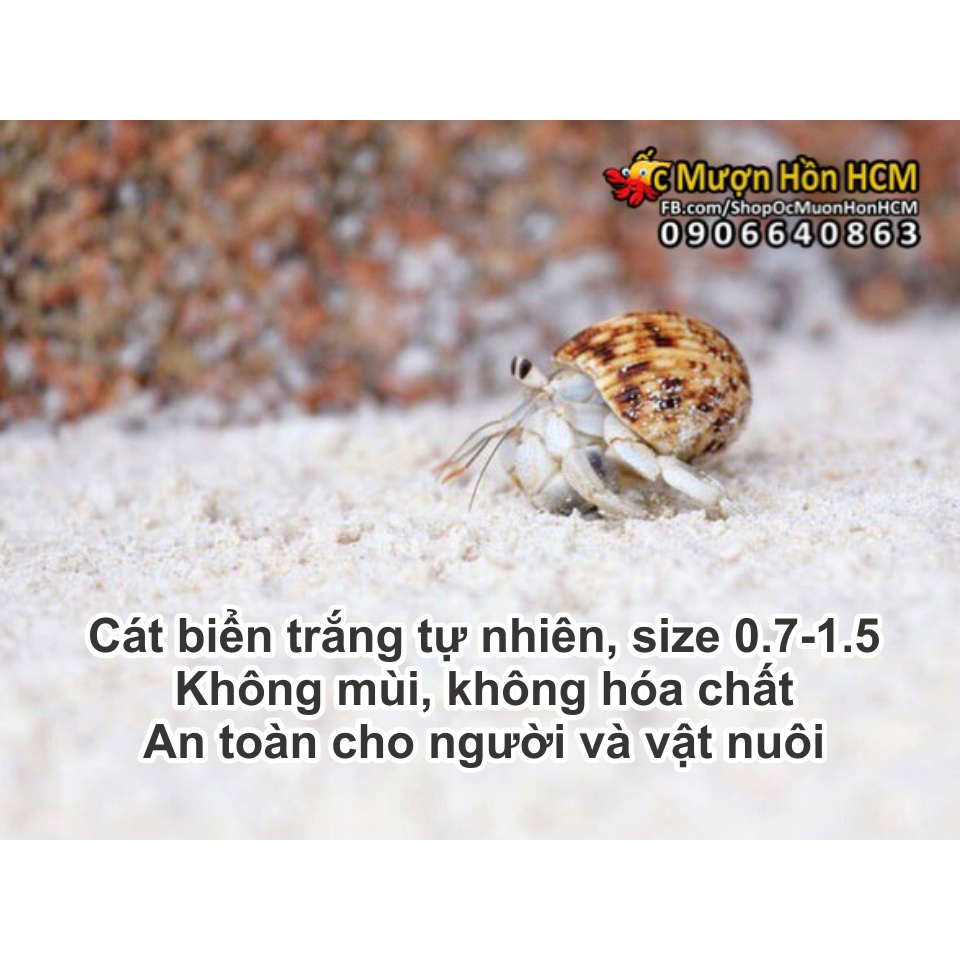 CÁT BIỂN TRẮNG TỰ NHIÊN - NUÔI ỐC MƯỢN HỒN, HAMSTER, HỒ CÁ CẢNH/ THỦY SINH