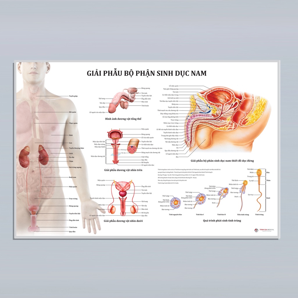 Tranh giải phẫu Bộ phận sinh dục nam - 50x75cm - Decal dán